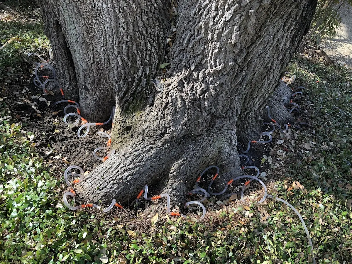 Detailed Tree Cabling and Bracing job site in Van Wert