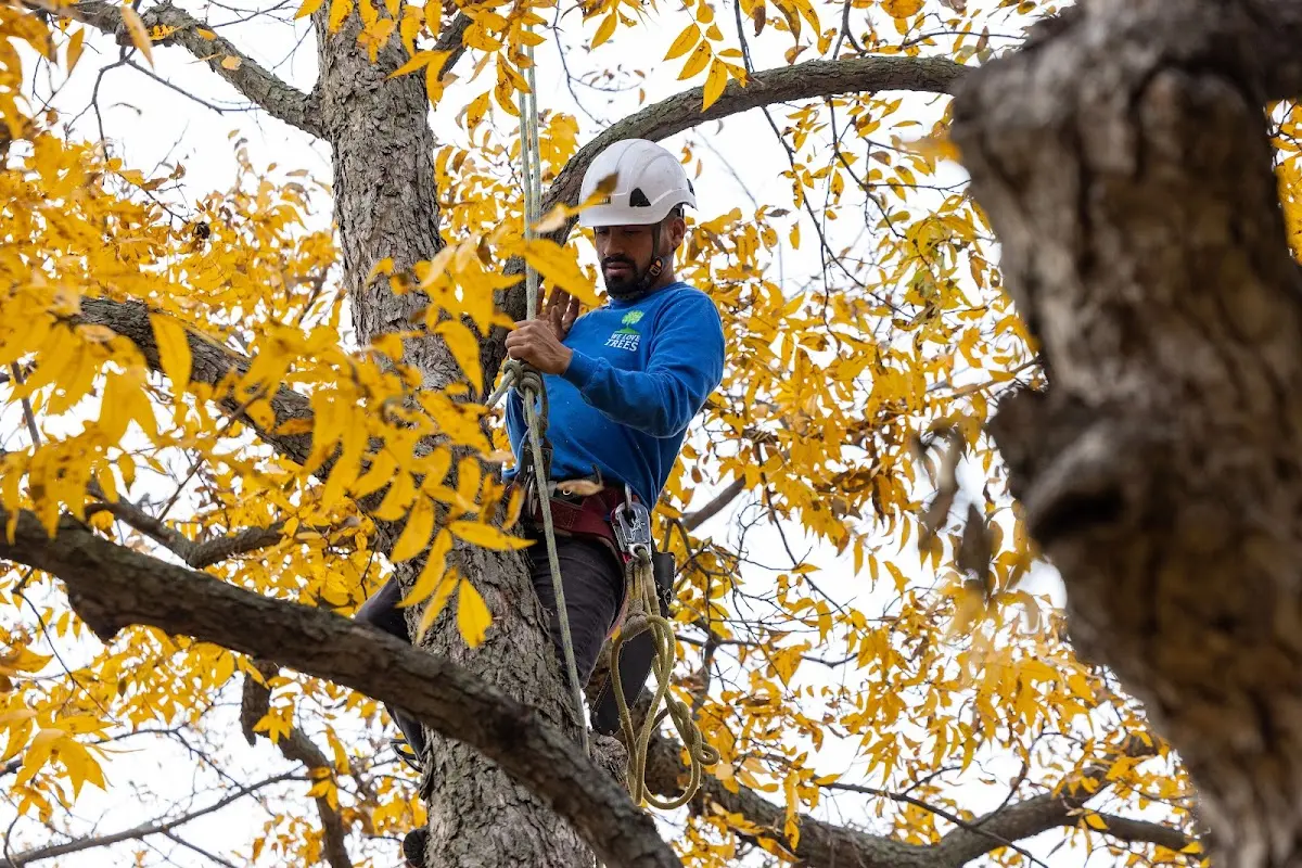 Skilled Tree Trimming crew working in Van Wert